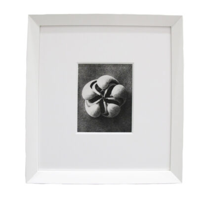 Blumenbachia hieronymi by Karl Blossfeldt Print on Paper Frame Size 15 x 16 inches.